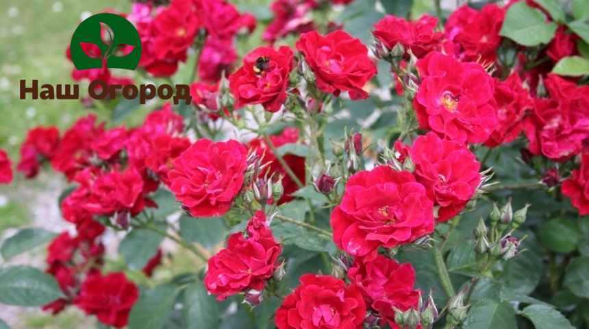 Розите Floribunda могат да цъфтят на няколко вълни