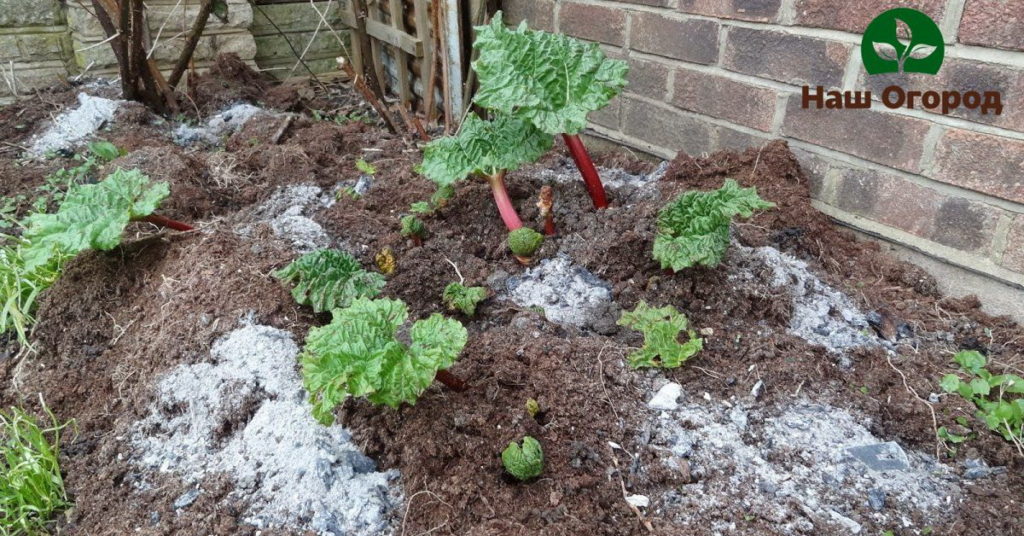 Giardino trattato con cenere