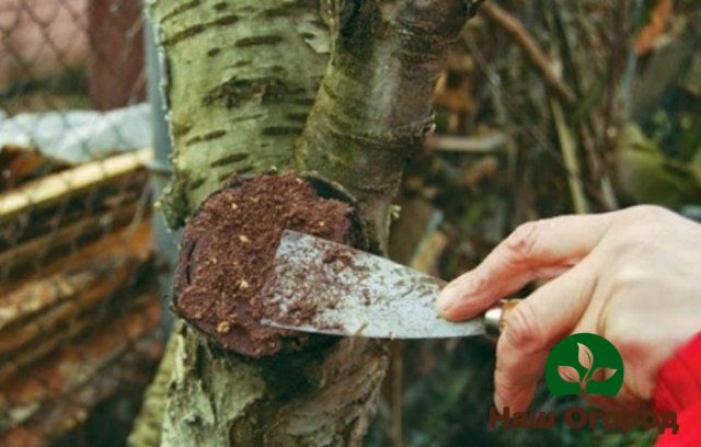 corteccia di alberi da frutto