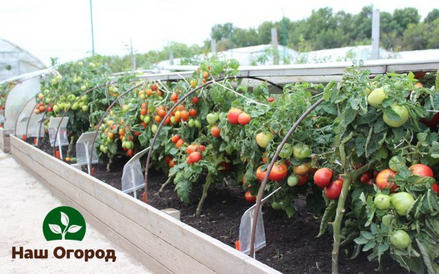 زراعة الطماطم باستخدام الشتلات
