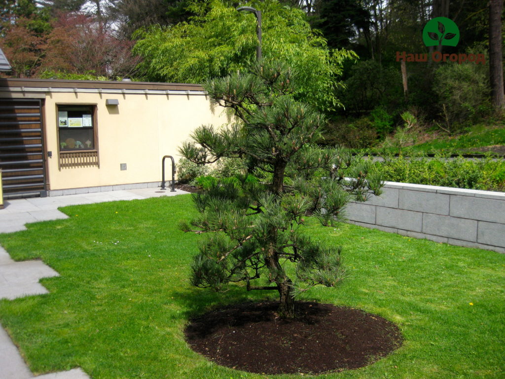 arbres fruitiers dans le jardin