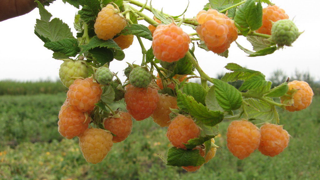 Les framboisiers ne doivent pas être plantés trop près les uns des autres.