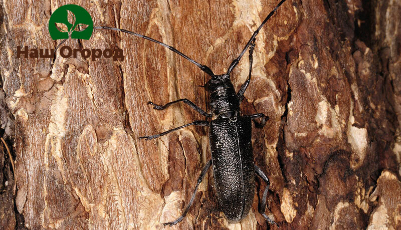 Bahkan satu kumbang kulit kayu mampu menyebabkan kerosakan yang besar pada kulit pokok epal