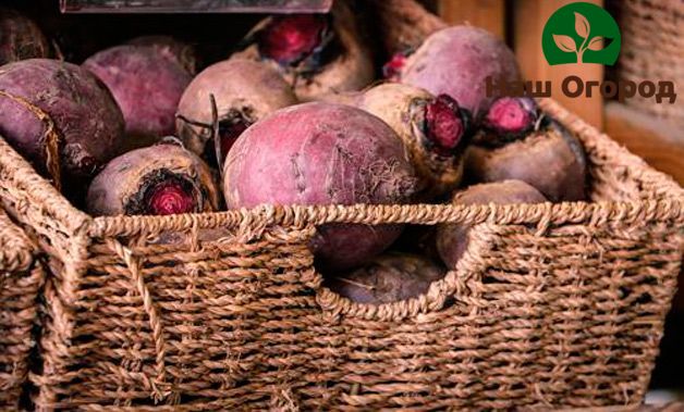 In order to further protect the beet crop from fungus, you can sprinkle it with onion peel a little.