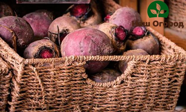 Per proteggere ulteriormente il raccolto di barbabietola dai funghi, puoi cospargerlo leggermente con la buccia di cipolla.