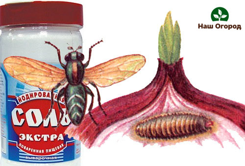 ผลิตภัณฑ์ควบคุมแมลงวันหัวหอม