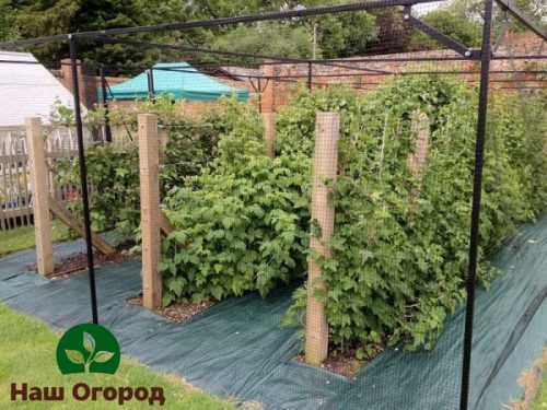 framboise dans le jardin