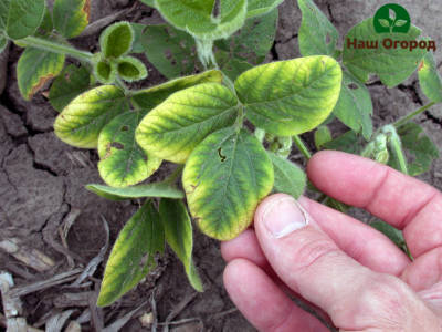 يصاحب نقص البوتاسيوم في النبات اصفرار الأوراق وضعفها.