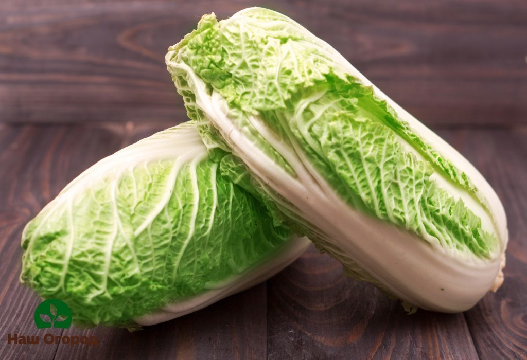 Chinese cabbage