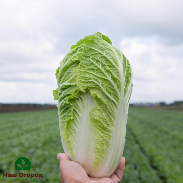 cultivation of Chinese cabbage