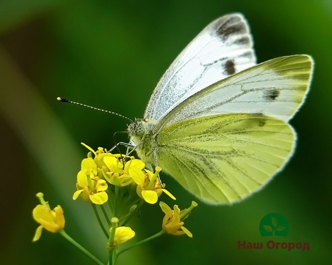 Papillon du chou