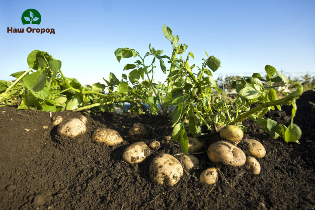trồng khoai tây xuống đất