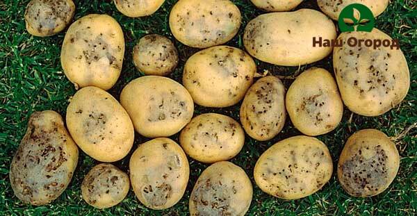 Wireworm-damaged potato crop