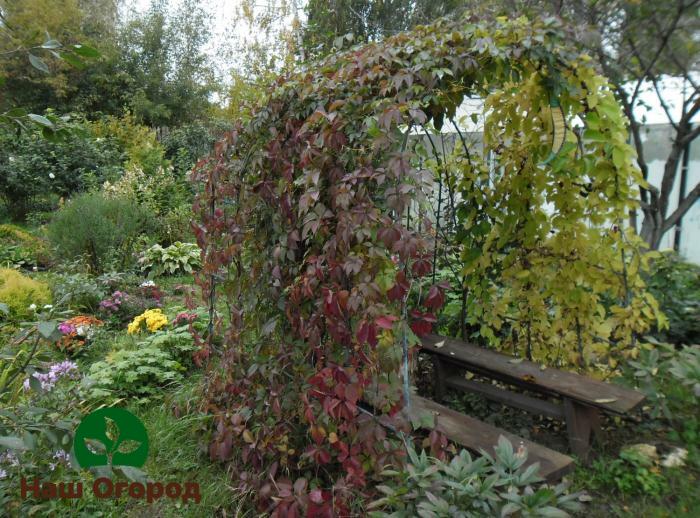 Nếu bạn muốn có một vòm trang trí với hoa sả vào mùa thu, bạn có thể đặt trước cây con xung quanh chu vi của nó.
