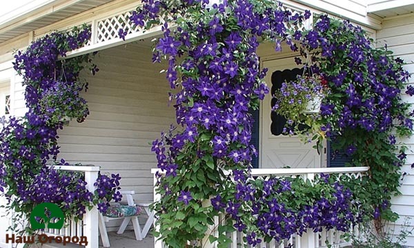 Clematis có thể là một vật trang trí tuyệt vời cho một ngôi nhà nông thôn và các công trình sân vườn khác.