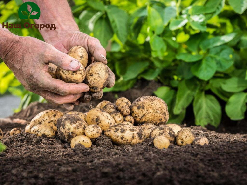 La selezione dei tuberi di patata dovrebbe essere fatta con molta attenzione.