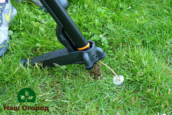 Penghilang akar - alat kebun yang disesuaikan untuk menghilangkan akar rumpai, termasuk dandelion