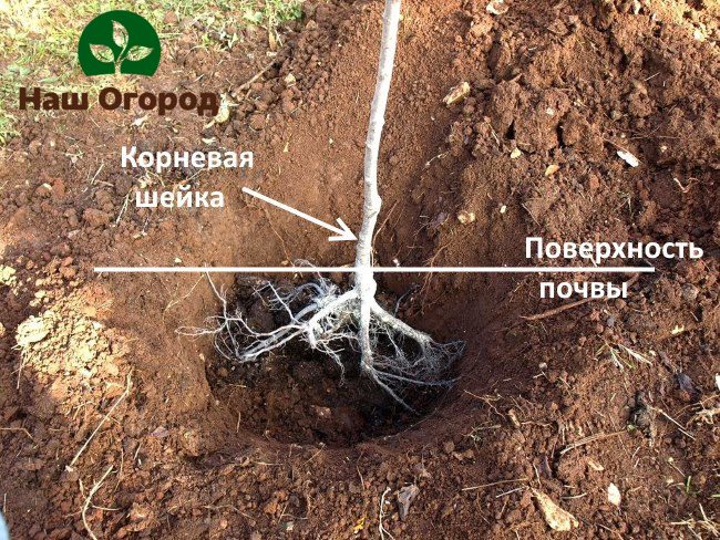 Semasa menggali lubang untuk menanam pokok buah, perlu mempertimbangkan seberapa kuat sistem akar pokok dapat berkembang.