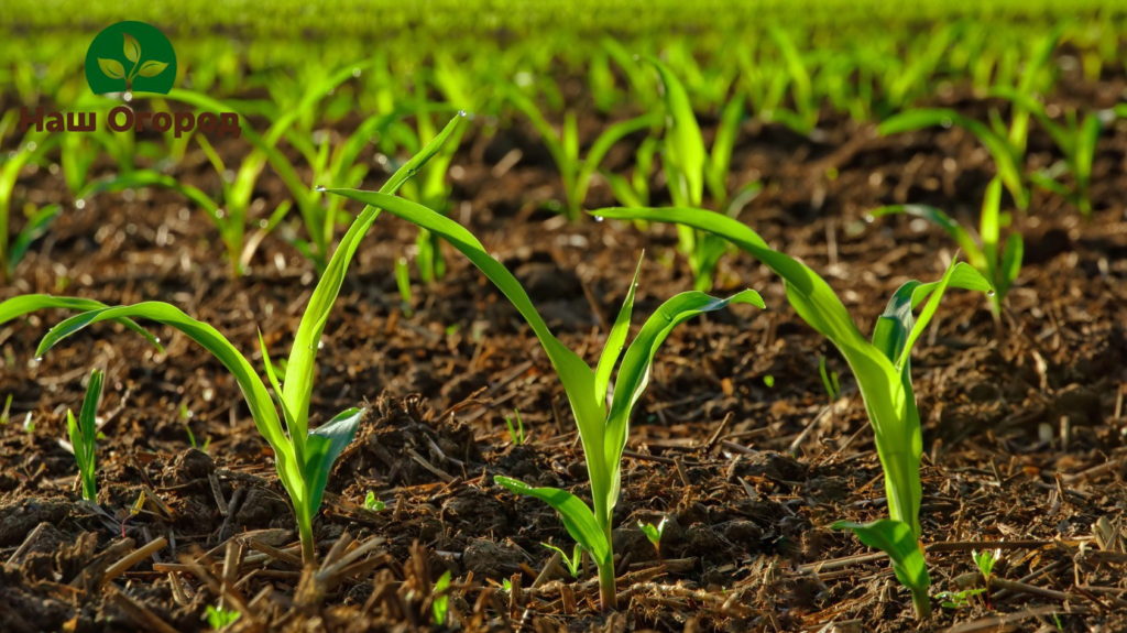 Soil fertilized with cow dung