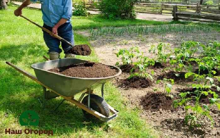 Fertilizing already planted seedlings with a mullein