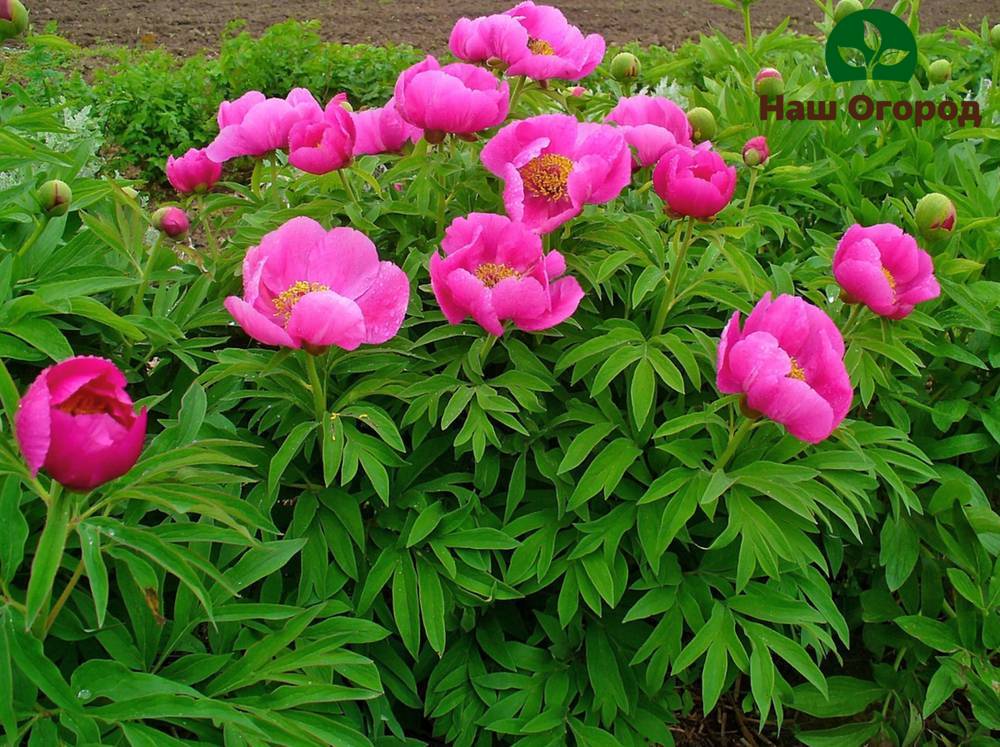 Parterre de pivoines médicinales