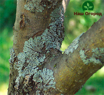 Il faut se débarrasser du lichen sur les troncs des arbres fruitiers