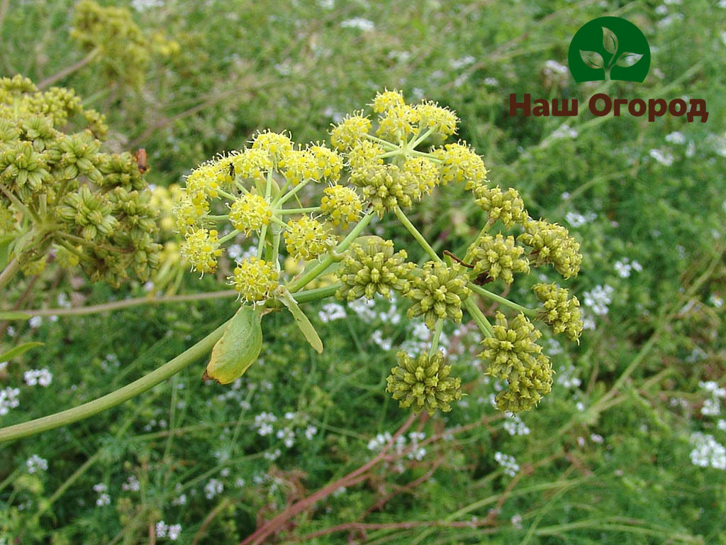 Lush inflorescences of lovage