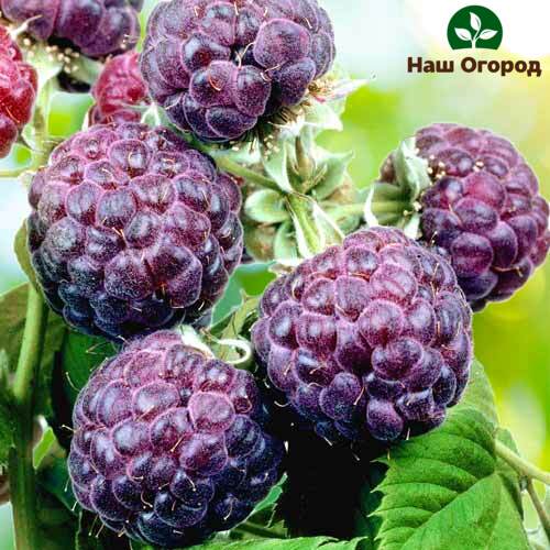 Raspberry Glen Coe mempunyai warna ungu yang unik