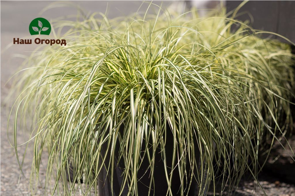 Mannik large Variegata adalah tumbuhan yang menakjubkan, halus dan elegan.