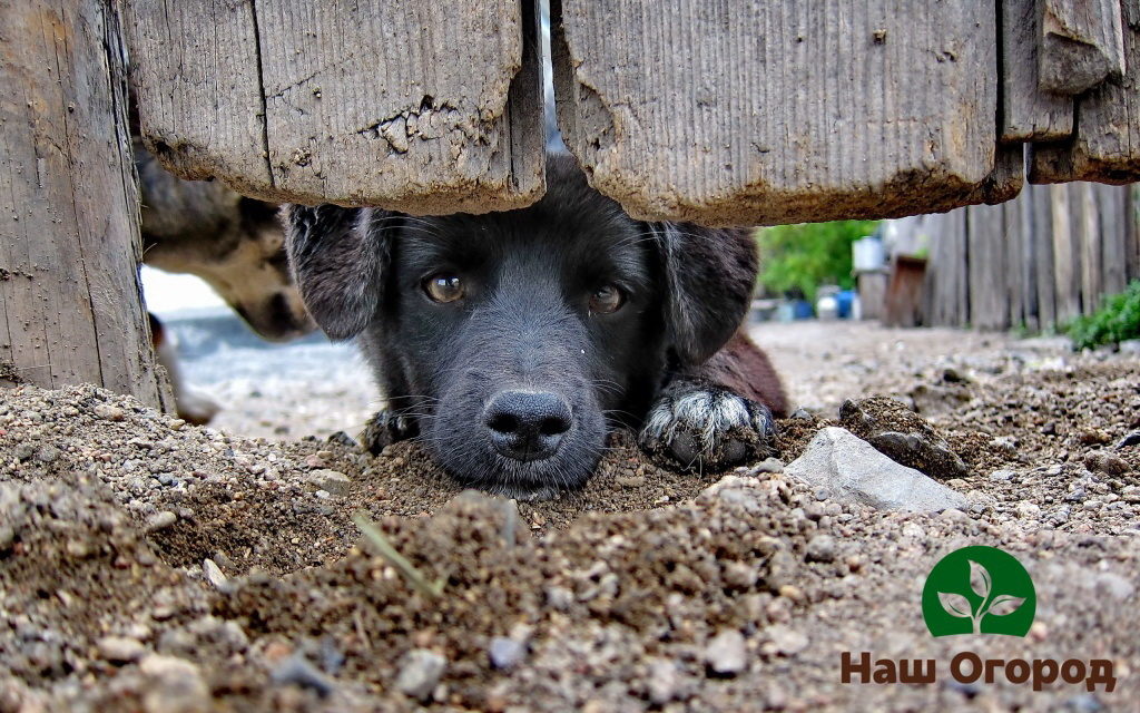 Чрез големи пролуки в оградата, кучето може лесно да излезе извън територията на обекта