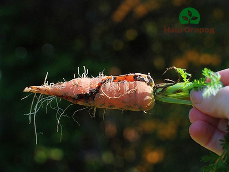 Fertilizer for planting carrots should be applied with care.