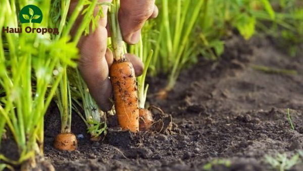 Carrot harvest should be done in dry weather