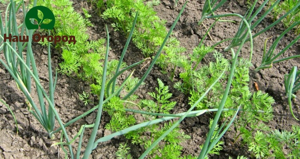 Growing onions and carrots in the same garden is not only a good solution. These two crops can help each other in pest control.
