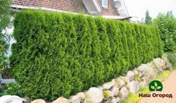 Juniper hedge sa hardin