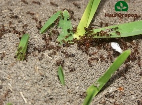 Ants can reproduce very quickly, so you need to get rid of them immediately.