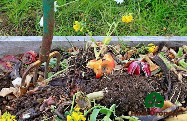 Buah-buahan dan sayur-sayuran untuk kompos mestilah semula jadi dan sihat