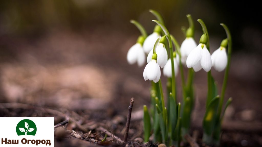 Snowdrop dianggap sebagai bunga musim bunga pertama.