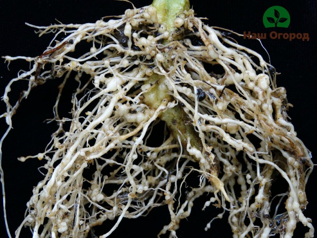 Nematode radicale - una pericolosa malattia del sistema radicale hoya