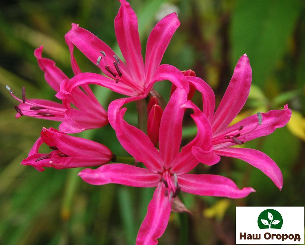 mentol bunga Lily labah-labah adalah tanaman yang luar biasa yang akan menjadi hiasan yang indah untuk taman anda.