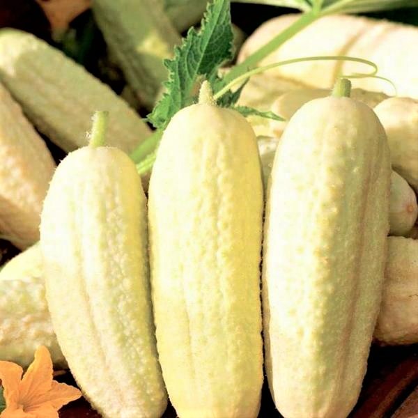 puting pipino puting delicacy larawan