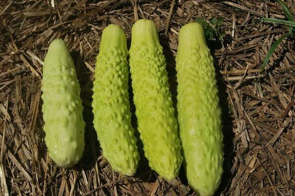 puting pipino italian puting larawan