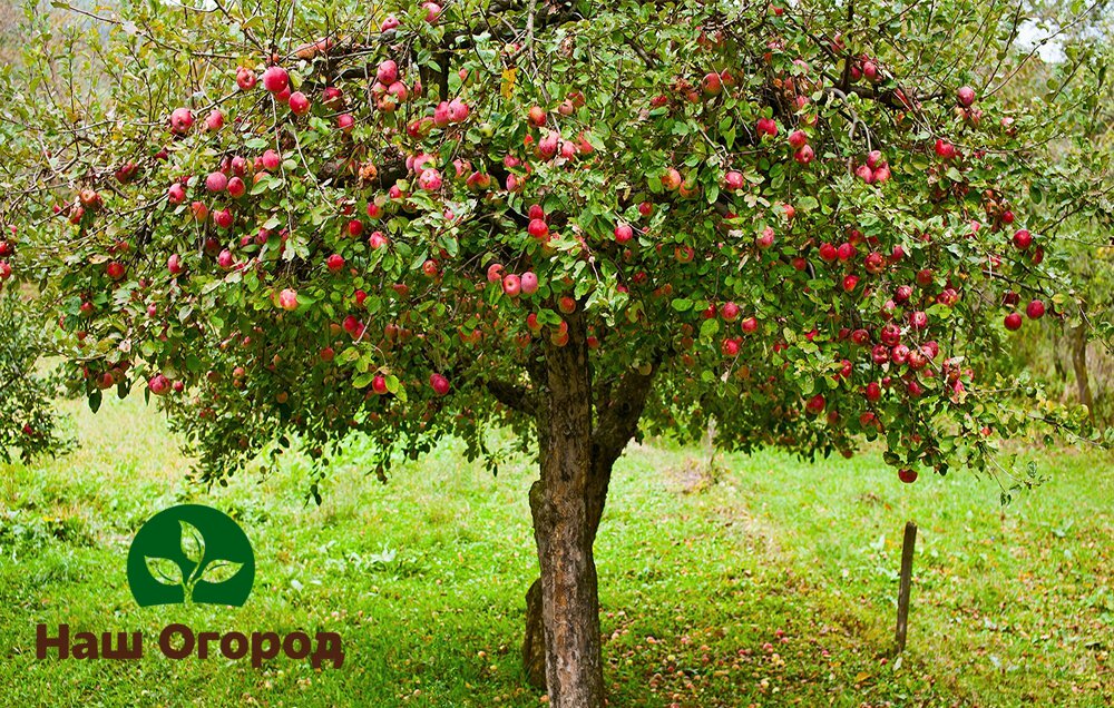 I grandi alberi da frutto richiedono più manutenzione.