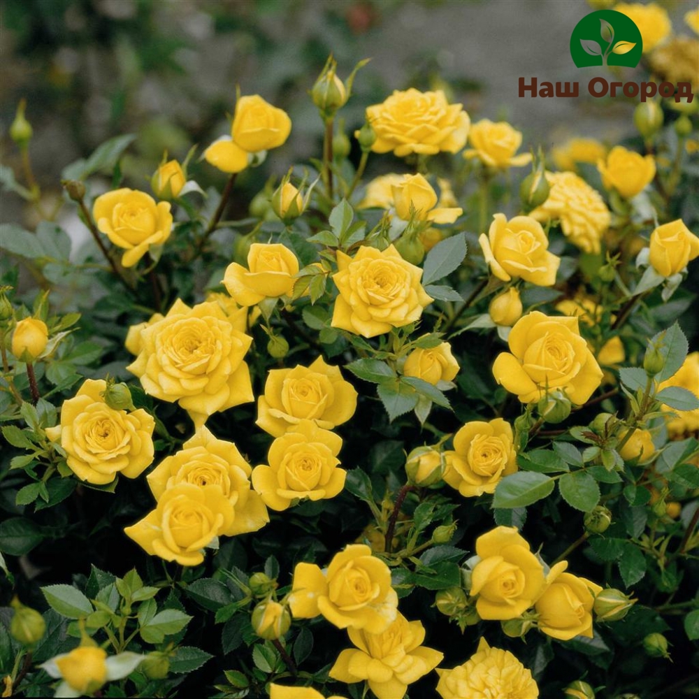 variété jaune de roses miniatures Bentham jaune