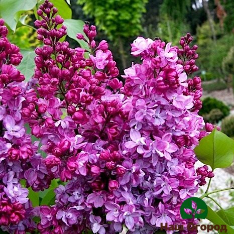 variété de lilas Prince Volkonsky