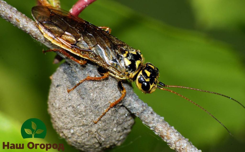 Ang mga sawflies ay maaaring maging sanhi ng malaking pinsala sa mga pine at spruces