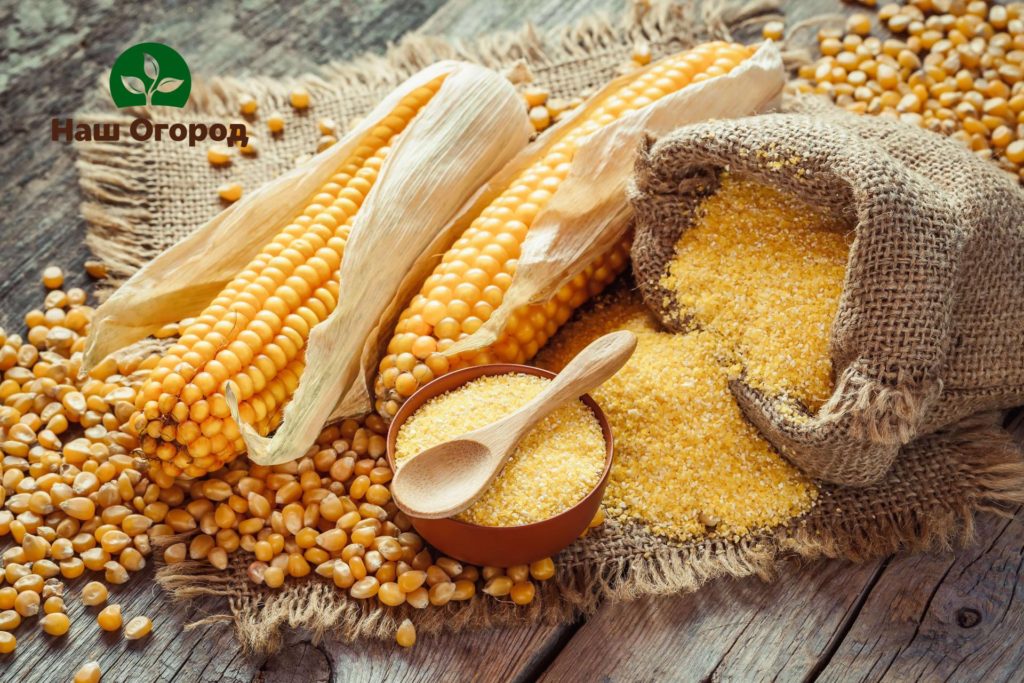 Valuable substances are obtained from corn grains: starch, grape sugar, protein, acetic acid and other substances.