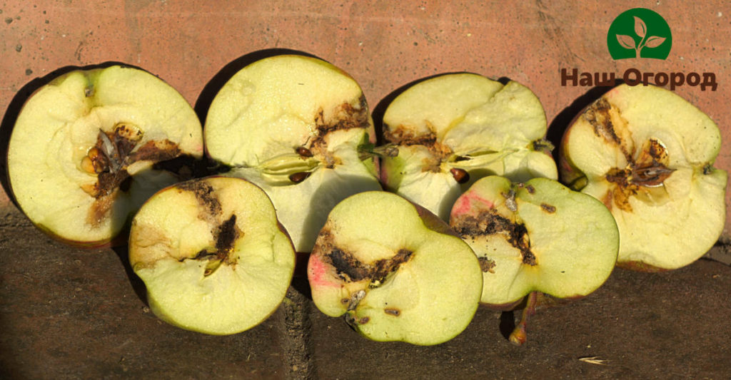يمكن لعثة التفاح أن تدمر محصول التفاح بسهولة.