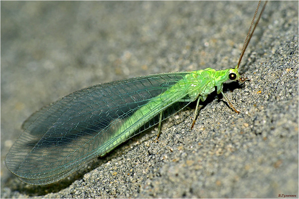 Beneficial insects in the garden and vegetable garden