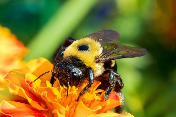 حشرات النحل المفيدة