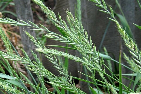 mauvaises herbes utiles